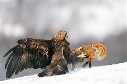 نمایش لحظه شکار از دید عقاب با دوربین گوپرو