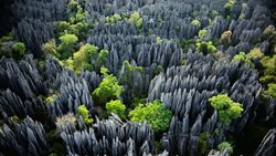 جنگل سنگی ماداگاسکار | جنگل سنگی قاتل و گشت و گذار در آن