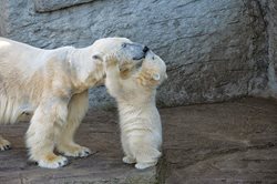 چگونه یه خرس واقعی بشیم | مهر مادری خرس ها در تربیت توله هاشون