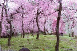 بهار در ژاپن | نمایش صورتی رنگ شکوفه های آلو