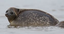 جانور کمیاب دریای خزر که پذیرای گردشگران نوروزی در گلستان شد