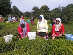 فصل برداشت چای در استان گیلان | عطر چای در دامان چیندار خطه شمال
