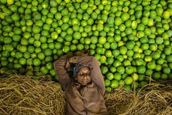 عکس منتخب نشنال جئوگرافیک | رویای میوه ای کارگر هندوستانی