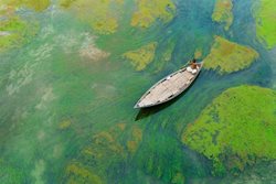 عکس منتخب نشنال جئوگرافیک | قایقران بنگلادشی در میان جلبک ها !!