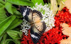 تماشای پروانه ها| باغ های زیبای بانکوک که باید به این مکان سفر کنید