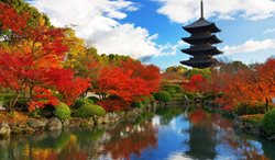 مومیجی گاری | جستجوی برگ های سرخ رنگ در کیوتو