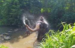 از یتیم خانه فیل ها تا دندان بودا | سفرنامه سریلانکا ( قسمت پنجم )