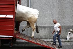 عکس منتخب نشنال جئوگرافیک | گاوها در تدارک فستیوال سن روکو در ایتالیا