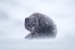 عکس منتخب نشنال جئوگرافیک | روباه آبی قطبی، گونه ای نادر در یخ ها