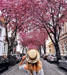 خیابان شکوفه های گیلاس آلمان | نمونه ای از جاذبه های شهر بن آلمان