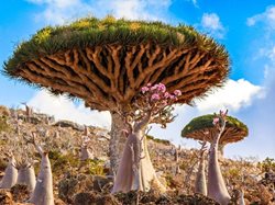 عکس منتخب نشنال جئوگرافیک | درخت های وارونه یمنی !!