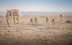 عکس منتخب نشنال جئوگرافیک | خانواده شیرها به پیاده روی می روند !!