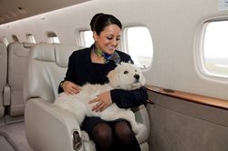 قوانین حمل حیوانات در هواپیما | پرواز به همراه حیوانات خانگی
