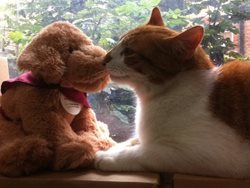 قشنگ ترین کافه گربه های دنیا، محبت به دنیای شاد حیوانات