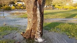 درخت و چاهی که به فواره آب تبدیل می شوند | پدیده های طبیعی عجیب