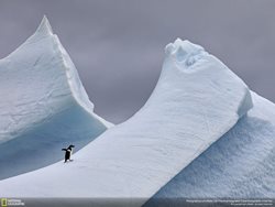 عکس منتخب نشنال جئوگرافیک | پنگوئن و کوه یخ