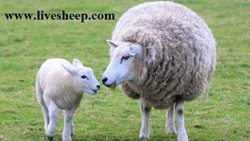 نکات کاربردی درباره خرید و ذبح بهداشتی گوسفندان در عید قربان