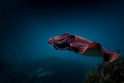 عکس منتخب نشنال جئوگرافیک | گذر ماهی مرکب