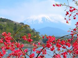 شکوفه های گیلاس ژاپن | بهترین مکانها برای دیدنِ شکوفه های گیلاس