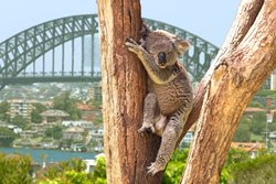 راهنمای کامل سفر به استرالیا | تمامی نکات مهم و ضروری برای سفر