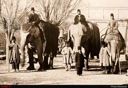 تنها فیل خانه تهران را دریابید