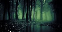 جنگل آئوکیگاهارا در ژاپن | چرا همه درباره این جنگل صحبت می کنند