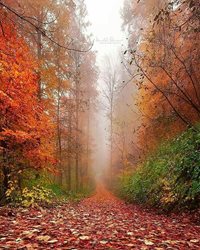 قدم زدن در جنگل راش، مرزی بین رویا و خیال
