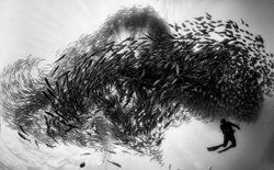 عکس منتخب نشنال جئوگرافیک | غواصی با ماهی ها