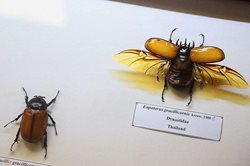 موزه ای پر از حشرات در تهران