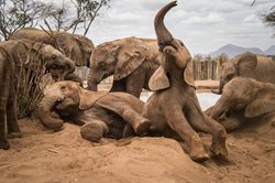 فیل هایی که روزی به حیات وحش بازگردانده خواهند شد + تصویر