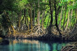 جاذبه های جنگل های حرا در جزیره قشم