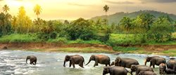 راهنمای سفر به سریلانکا، جزیره ای زیبا در قاره آسیا