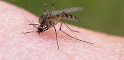 وضعیت بیماری کشنده مالاریا در ایران