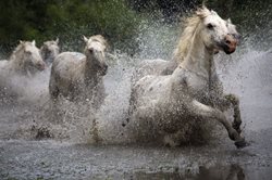 عکس منتخب نشنال جئوگرافیک | اسب های وحشی