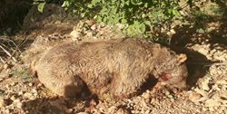 جان یک قلاده خرس در ماکو گرفته شد | عاملین شناسایی شدند