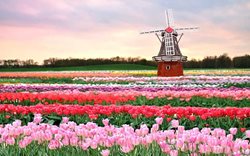 زیباترین مزارع گل دنیا در کدام کشورها قرار دارند؟