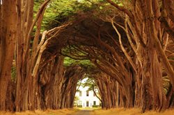 زیباترین تونل های درختی جهان را در این مناطق ببینید