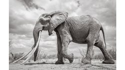 تصاویر فوق العاده و نایاب از ملکه فیل ها در کنیا