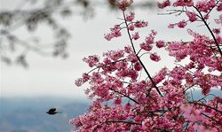 شکوفه های زیبای بهاری در چین + تصاویر