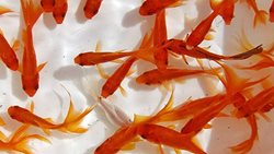 ماهی قرمزها می توانند ناقل کروناویروس باشند؟