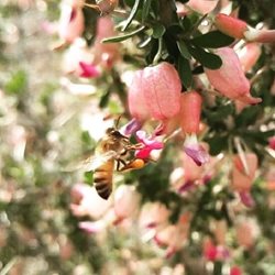 شکوفه های گون در منطقه تنگ هیگون + عکسها