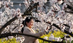 سلفی میان شکوفه های بهاری + عکسها
