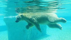 دنیای خرس های قطبی + تصاویر
