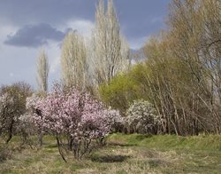 بهار در باغستان قزوین + تصاویر