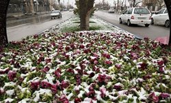 بارش برف بهاری در همدان + تصاویر