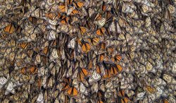 مهاجرت دسته جمعی میلیون ها پروانه + عکسها