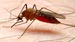 حشرات باعث انتقال ویروس کرونا می شوند؟