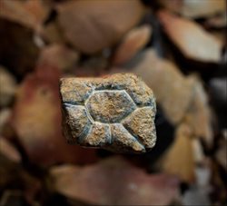 اعلام کشف سنگ نگاره های 20 هزار ساله در جزیره سولاوسی
