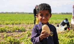 برداشت سیب زمینی در منطقه سیل زده کرمان + عکسها