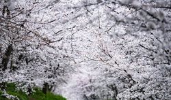 شکوفه های زیبای گیلاس در چین + عکسها